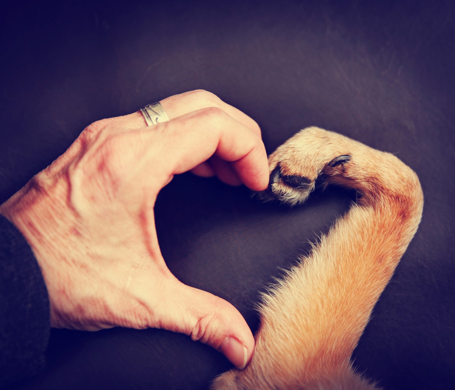 Human hand and Paw Heart